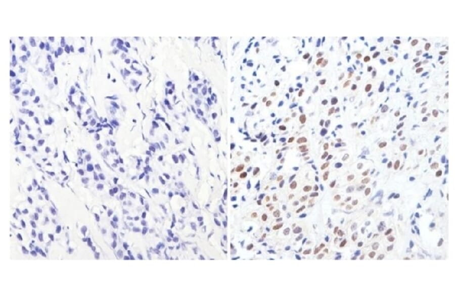 Immunohistochemistry - Anti-GATA3 Antibody [1A12-1D9] (A279065) - Antibodies.com