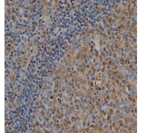 Flow Cytometry - Anti-Ubiquitin Antibody [1B4-UB] (A279083) - Antibodies.com