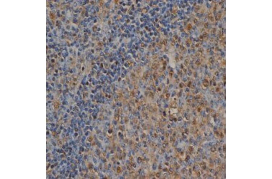 Flow Cytometry - Anti-Ubiquitin Antibody [1B4-UB] (A279083) - Antibodies.com