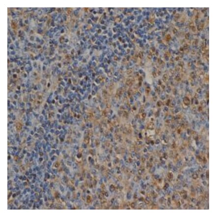 Flow Cytometry - Anti-Ubiquitin Antibody [1B4-UB] (A279083) - Antibodies.com