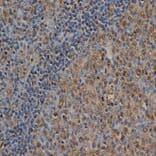Flow Cytometry - Anti-Ubiquitin Antibody [1B4-UB] (A279083) - Antibodies.com