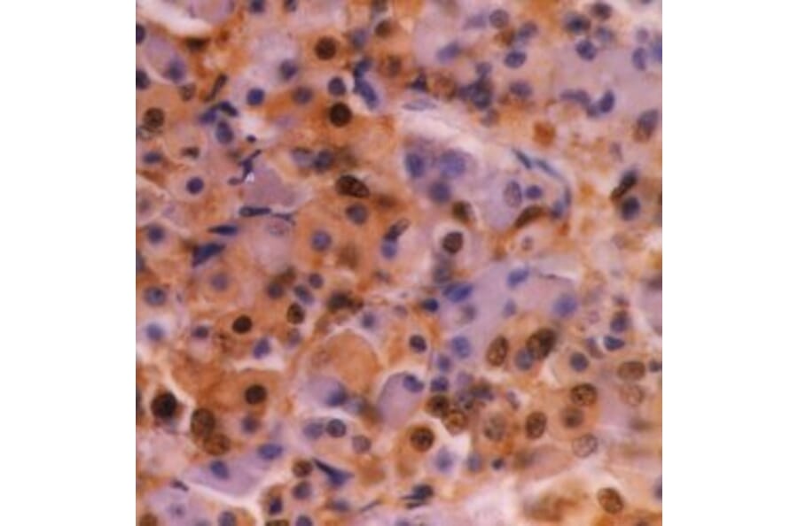 Flow Cytometry - Anti-Ubiquitin Antibody [1B4-UB] (A279083) - Antibodies.com