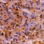 Flow Cytometry - Anti-Ubiquitin Antibody [1B4-UB] (A279083) - Antibodies.com