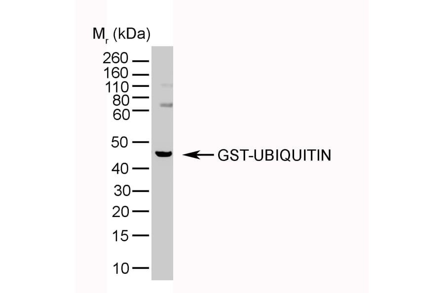 Western Blot - Anti-Ubiquitin Antibody [1B4-UB] (A279083) - Antibodies.com