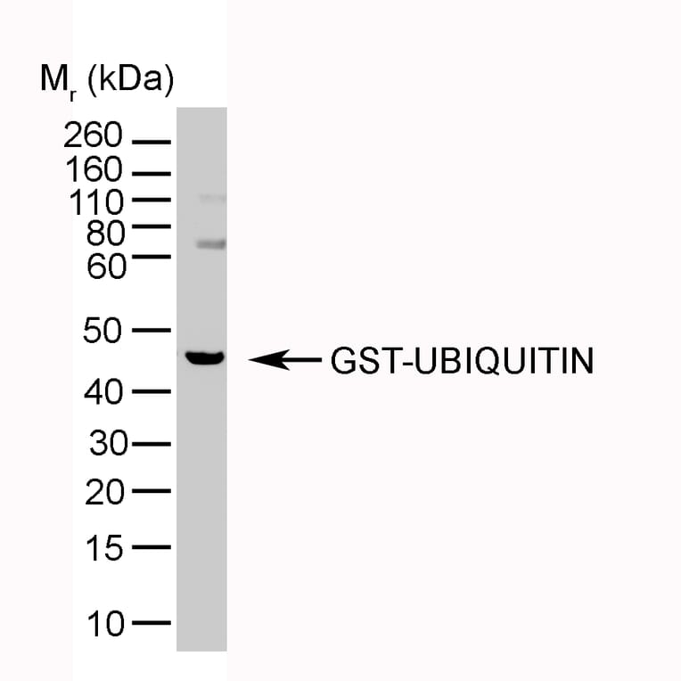 Western Blot - Anti-Ubiquitin Antibody [1B4-UB] (A279083) - Antibodies.com