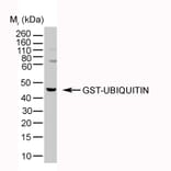 Western Blot - Anti-Ubiquitin Antibody [1B4-UB] (A279083) - Antibodies.com