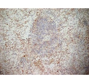 Immunohistochemistry - Anti-NKG2D Antibody [1D11] (A279090) - Antibodies.com