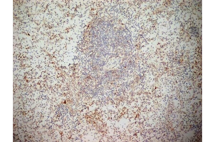 Immunohistochemistry - Anti-NKG2D Antibody [1D11] (A279090) - Antibodies.com