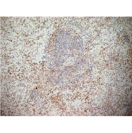 Immunohistochemistry - Anti-NKG2D Antibody [1D11] (A279090) - Antibodies.com