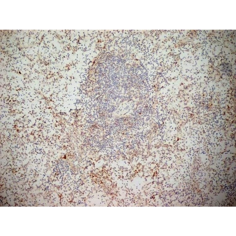 Immunohistochemistry - Anti-NKG2D Antibody [1D11] (A279090) - Antibodies.com