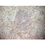 Immunohistochemistry - Anti-NKG2D Antibody [1D11] (A279090) - Antibodies.com