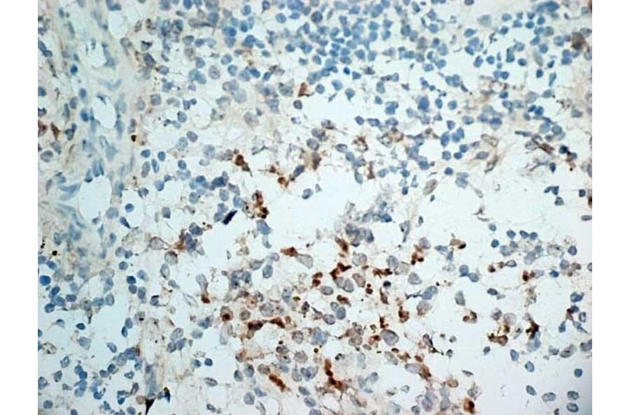 Immunohistochemistry - Anti-NKG2D Antibody [1D11] (A279090) - Antibodies.com