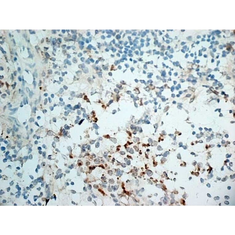 Immunohistochemistry - Anti-NKG2D Antibody [1D11] (A279090) - Antibodies.com
