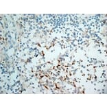 Immunohistochemistry - Anti-NKG2D Antibody [1D11] (A279090) - Antibodies.com