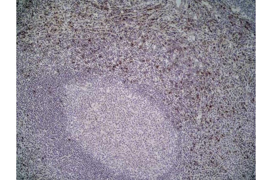 Immunohistochemistry - Anti-NKG2D Antibody [1D11] (A279090) - Antibodies.com