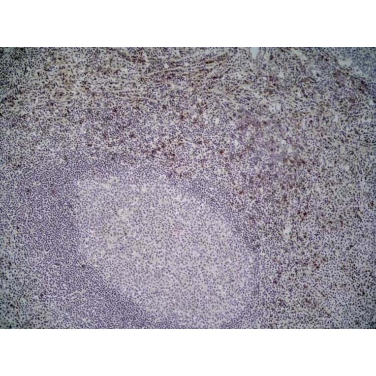 Immunohistochemistry - Anti-NKG2D Antibody [1D11] (A279090) - Antibodies.com