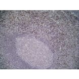 Immunohistochemistry - Anti-NKG2D Antibody [1D11] (A279090) - Antibodies.com