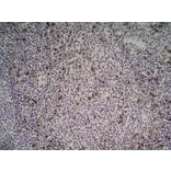 Immunohistochemistry - Anti-NKG2D Antibody [1D11] (A279090) - Antibodies.com