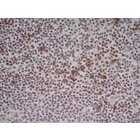Immunohistochemistry - Anti-NKG2D Antibody [1D11] (A279090) - Antibodies.com