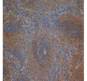 Flow Cytometry - Anti-CD3 Antibody [1F4] (A279103) - Antibodies.com
