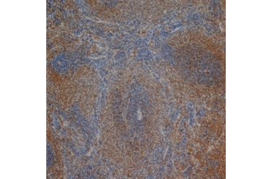 Flow Cytometry - Anti-CD3 Antibody [1F4] (A279103) - Antibodies.com