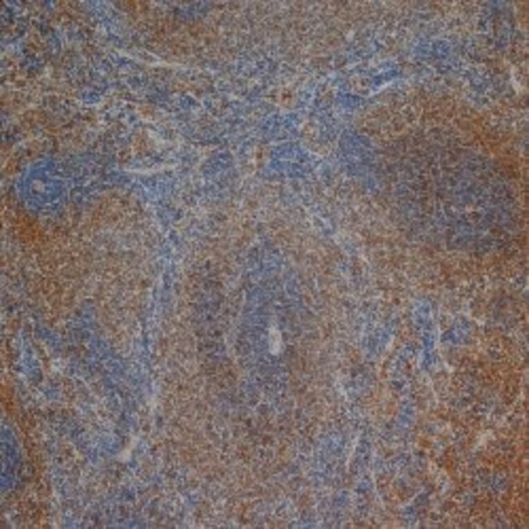 Flow Cytometry - Anti-CD3 Antibody [1F4] (A279103) - Antibodies.com