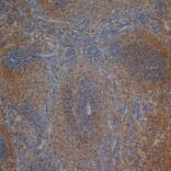 Flow Cytometry - Anti-CD3 Antibody [1F4] (A279103) - Antibodies.com