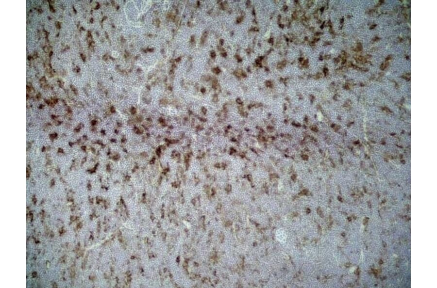 Immunohistochemistry - Anti-CD86 Antibody [24F] (A279144) - Antibodies.com