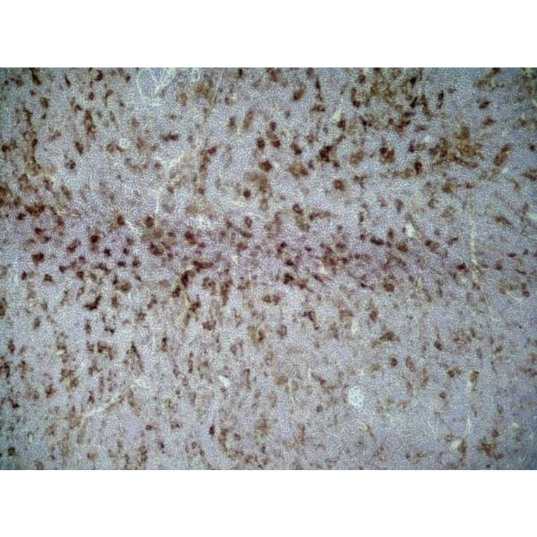 Immunohistochemistry - Anti-CD86 Antibody [24F] (A279144) - Antibodies.com