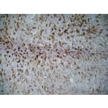 Immunohistochemistry - Anti-CD86 Antibody [24F] (A279144) - Antibodies.com