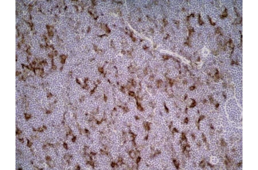 Immunohistochemistry - Anti-CD86 Antibody [24F] (A279144) - Antibodies.com