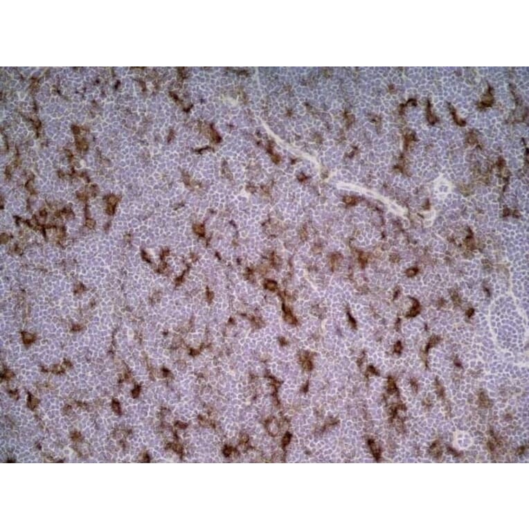 Immunohistochemistry - Anti-CD86 Antibody [24F] (A279144) - Antibodies.com