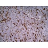 Immunohistochemistry - Anti-CD86 Antibody [24F] (A279144) - Antibodies.com