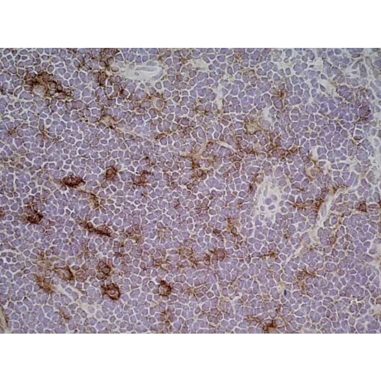 Immunohistochemistry - Anti-CD86 Antibody [24F] (A279144) - Antibodies.com