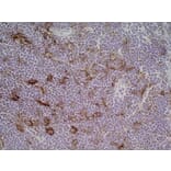 Immunohistochemistry - Anti-CD86 Antibody [24F] (A279144) - Antibodies.com