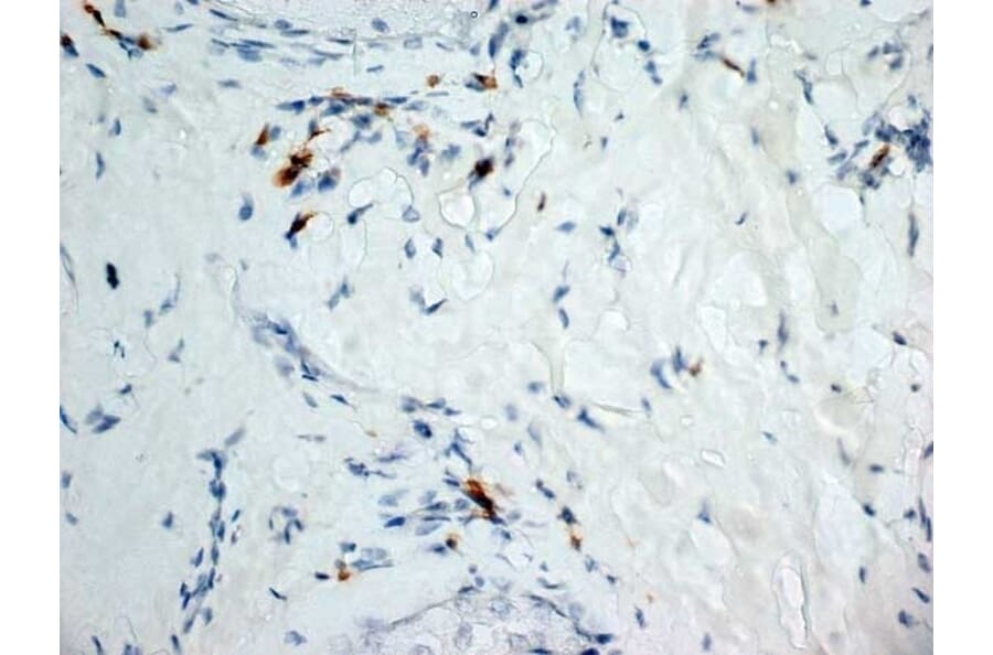Immunohistochemistry - Anti-Dectin-1 Antibody [2A11] (A279170) - Antibodies.com