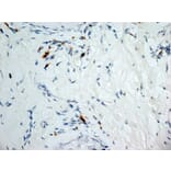 Immunohistochemistry - Anti-Dectin-1 Antibody [2A11] (A279170) - Antibodies.com