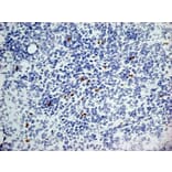 Immunohistochemistry - Anti-Dectin-1 Antibody [2A11] (A279170) - Antibodies.com
