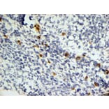 Immunohistochemistry - Anti-Dectin-1 Antibody [2A11] (A279170) - Antibodies.com