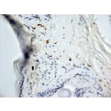 Immunohistochemistry - Anti-Dectin-1 Antibody [2A11] (A279170) - Antibodies.com