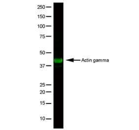 Flow Cytometry - Anti-gamma Actin Antibody [2A3] (A279177) - Antibodies.com