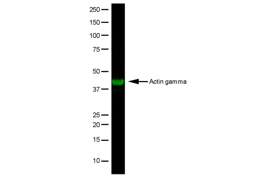 Flow Cytometry - Anti-gamma Actin Antibody [2A3] (A279177) - Antibodies.com