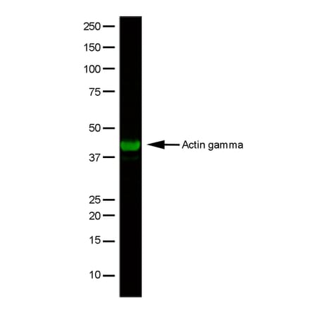 Flow Cytometry - Anti-gamma Actin Antibody [2A3] (A279177) - Antibodies.com
