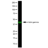Flow Cytometry - Anti-gamma Actin Antibody [2A3] (A279177) - Antibodies.com
