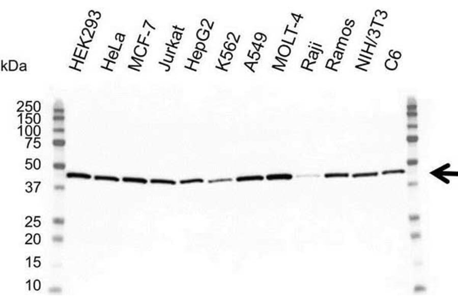 Western Blot - Anti-gamma Actin Antibody [2A3] (A279177) - Antibodies.com