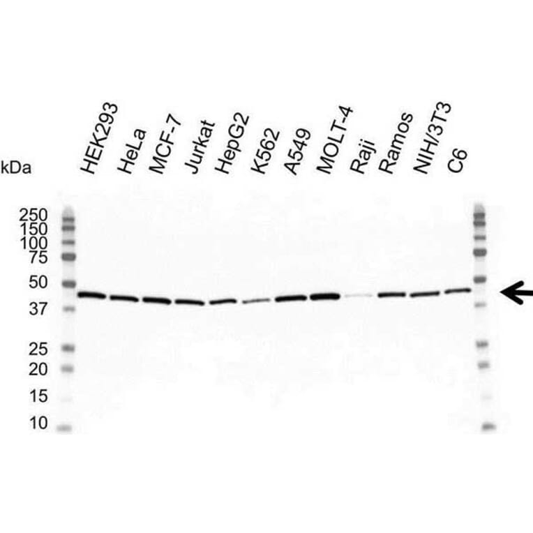 Western Blot - Anti-gamma Actin Antibody [2A3] (A279177) - Antibodies.com