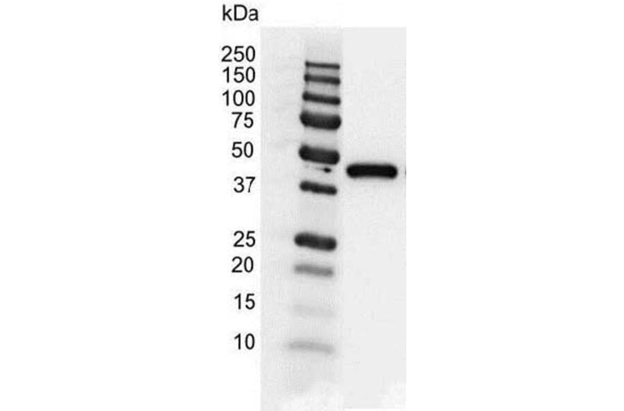Western Blot - Anti-gamma Actin Antibody [2A3] (A279177) - Antibodies.com