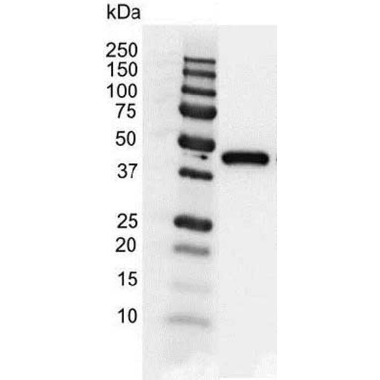 Western Blot - Anti-gamma Actin Antibody [2A3] (A279177) - Antibodies.com