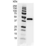 Western Blot - Anti-gamma Actin Antibody [2A3] (A279177) - Antibodies.com