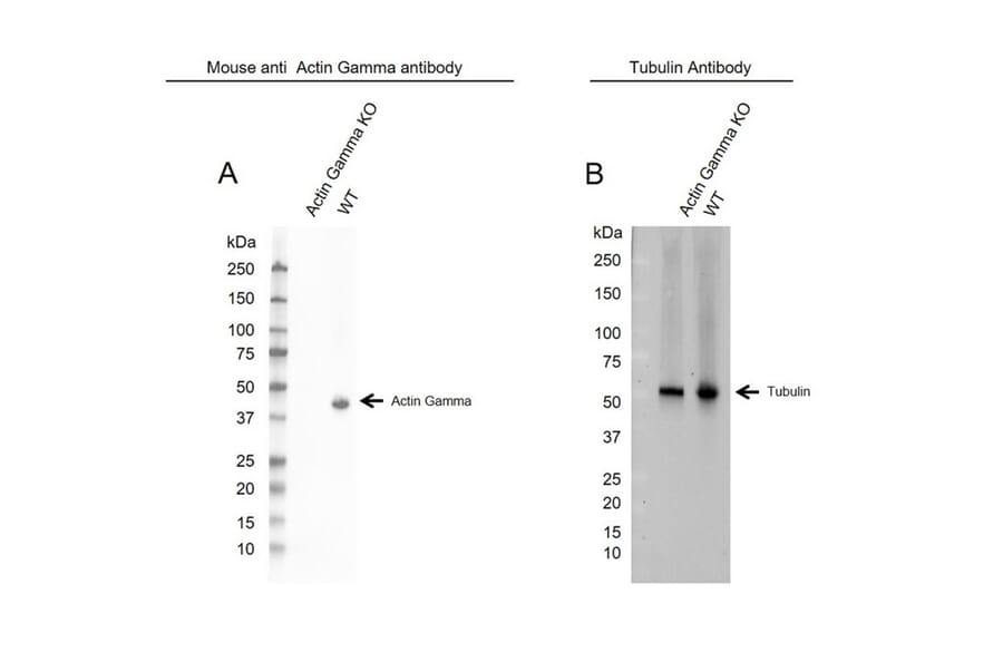 Western Blot - Anti-gamma Actin Antibody [2A3] (A279177) - Antibodies.com